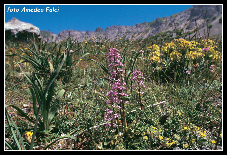ORCHIDEE DI SICILIA: Orchis brancifortii Bivona Bernardi